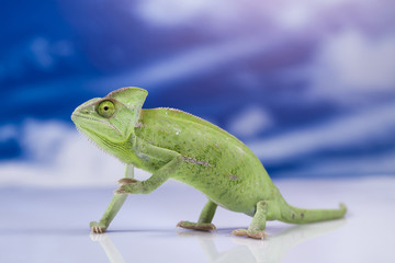 Chameleon on the blue sky