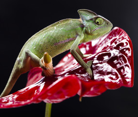 Chameleon and flower