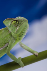 Fototapeta premium Lizard