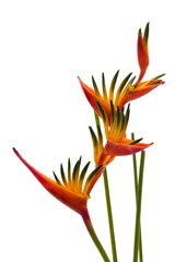 A Bird of Paradise flower, isolated on white background