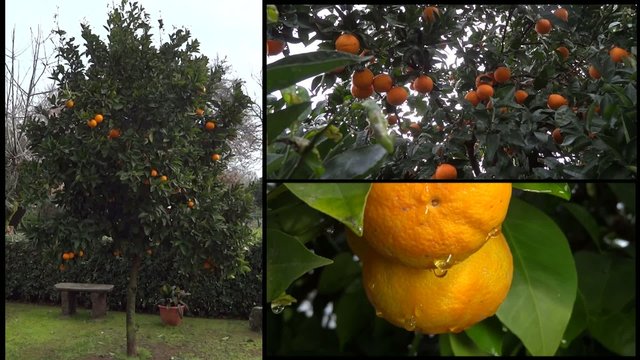 arancio