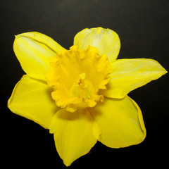 Fototapeta premium Daffodil in bloom