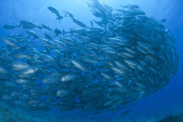 Fototapeta na wymiar Stado opastuna kingfish