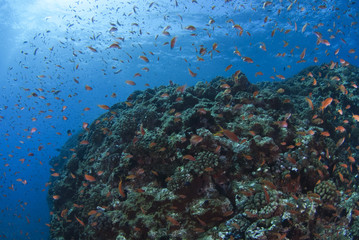 Fototapeta na wymiar サンゴに舞うハナゴイの群れ
