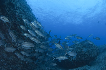 海底のギンガメアジの群れ