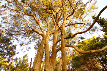 Wald in Mar de las Pampas