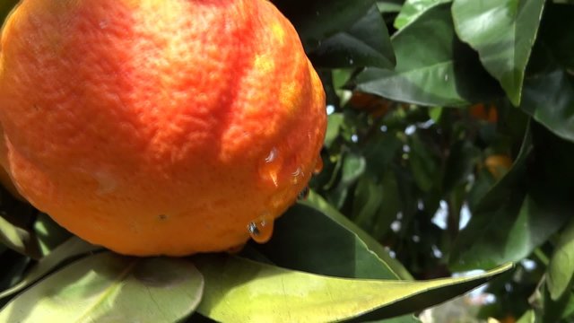 fare la marmellata