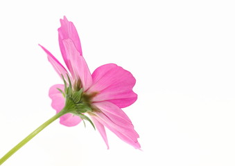 コスモスの花の背姿