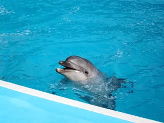 Fototapete Rund Delphin im Pool © snpolus