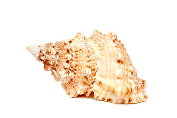 Sea cockleshell on a white background