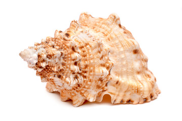 Sea cockleshell on a white background