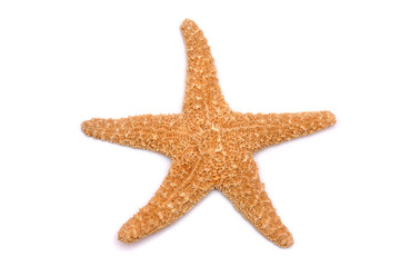 Starfish on a white background