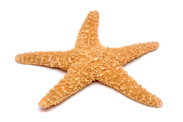 Starfish on a white background