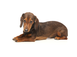 dachshund