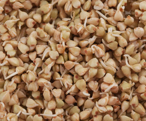 sprouts and a very useful green buckwheat