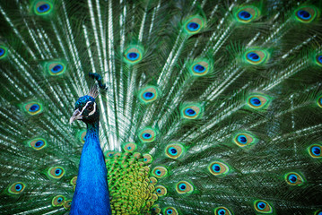 Fototapeta na wymiar Peacock peafowl with his tail feathers