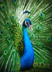 Acrylic prints Peacock Peacock peafowl with his tail feathers