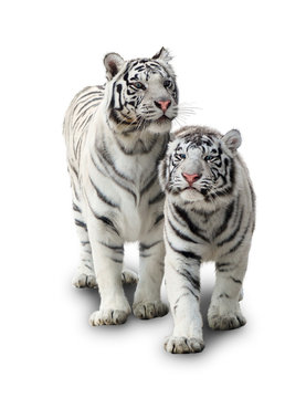 Fototapeta Two white tigers
