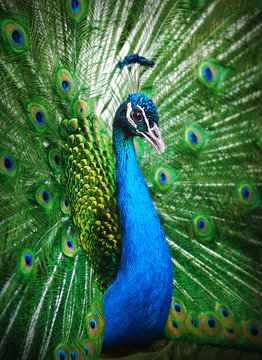 Fototapeta Peacock peafowl with his tail feathers