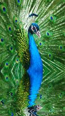 Fototapeta na wymiar Peacock peafowl with his tail feathers