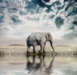 Abwaschbare Fototapete Elefant Elefant in der Wüste