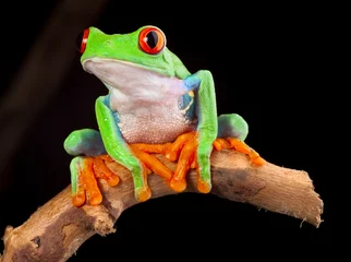 Crédence de cuisine en verre imprimé Grenouille red eyed tree frog