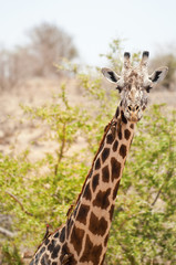 Giraffe in Tsavo West