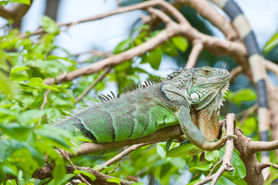 Green Iguana on tree