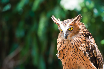 eagle owl