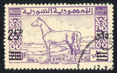 Naklejka premium Arab Horse