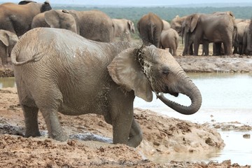 African Elephants Cooling Off