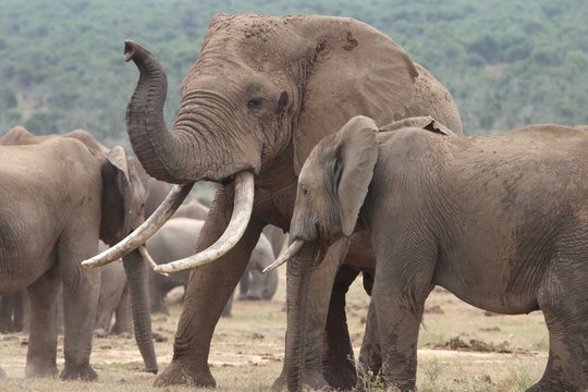 African Elephant Mates