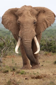 Fototapeta African Elephant Bull