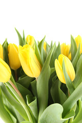 Tulips Bouquet