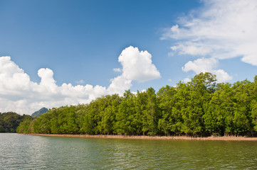 Mangrove in southern of thailand