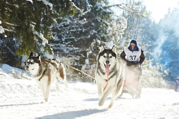 Winter Sled dog racing musher and Siberian husky © Kadmy