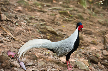 Kalij pheasant