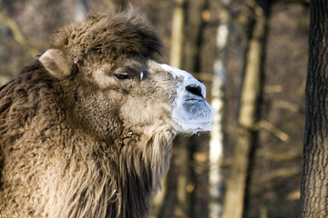 Fototapeta premium A male two-humped camel (Camelus bactrianus) is ready to mate