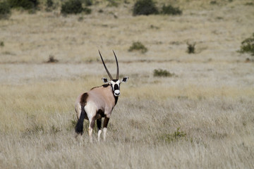 Gemsbok