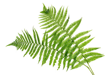 Two green leaves of fern isolated on white - obrazy, fototapety, plakaty