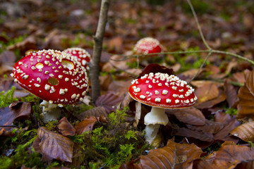 Fungus in Autumn