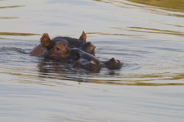hippo in the sunset