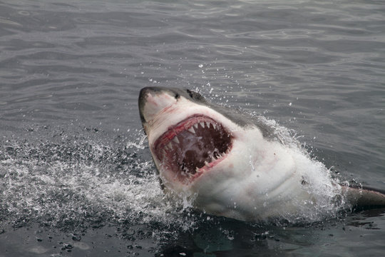 Attack great white shark