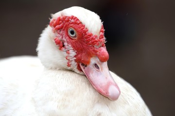 Muscovy Duck