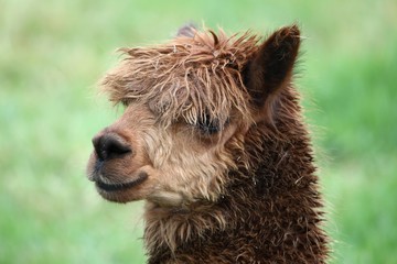 Obraz premium Alpaca Portrait