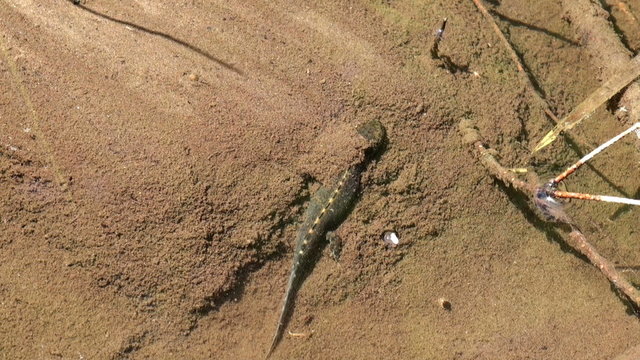 salamander in water