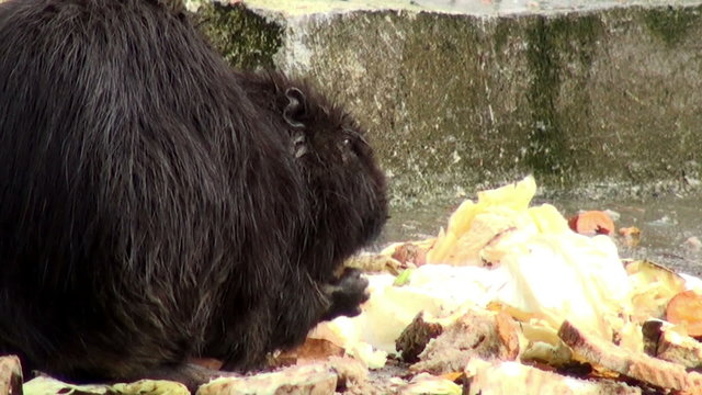 otter to eat and swim