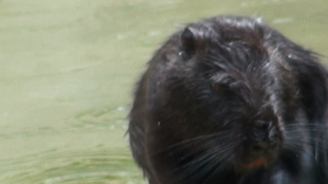 otter to eat and swim