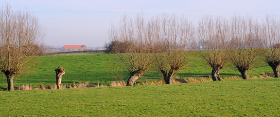 polder landscape with pollard willows, flanders - obrazy, fototapety, plakaty