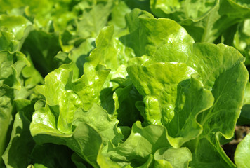 lettuce plant in field